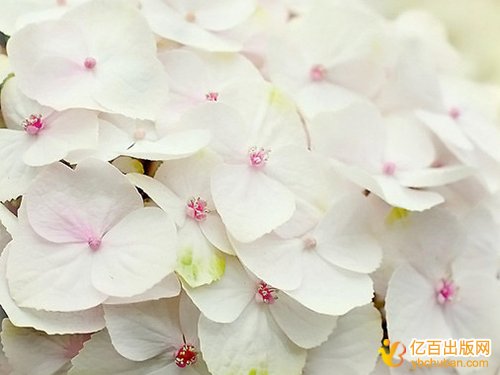 ԷѳöǮ